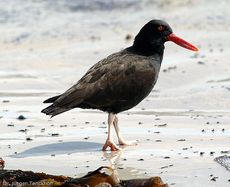 Schwarzer Austernfischer (3 von 14).jpg